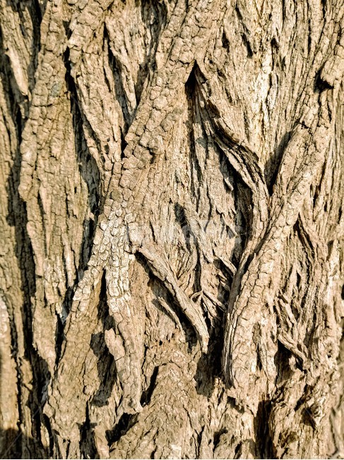 plant,나무,tree,treetrunk,나무줄기,배경화면,background,질감,무늬,closeup,식물,자연,plants,nature,나무,trees,wood