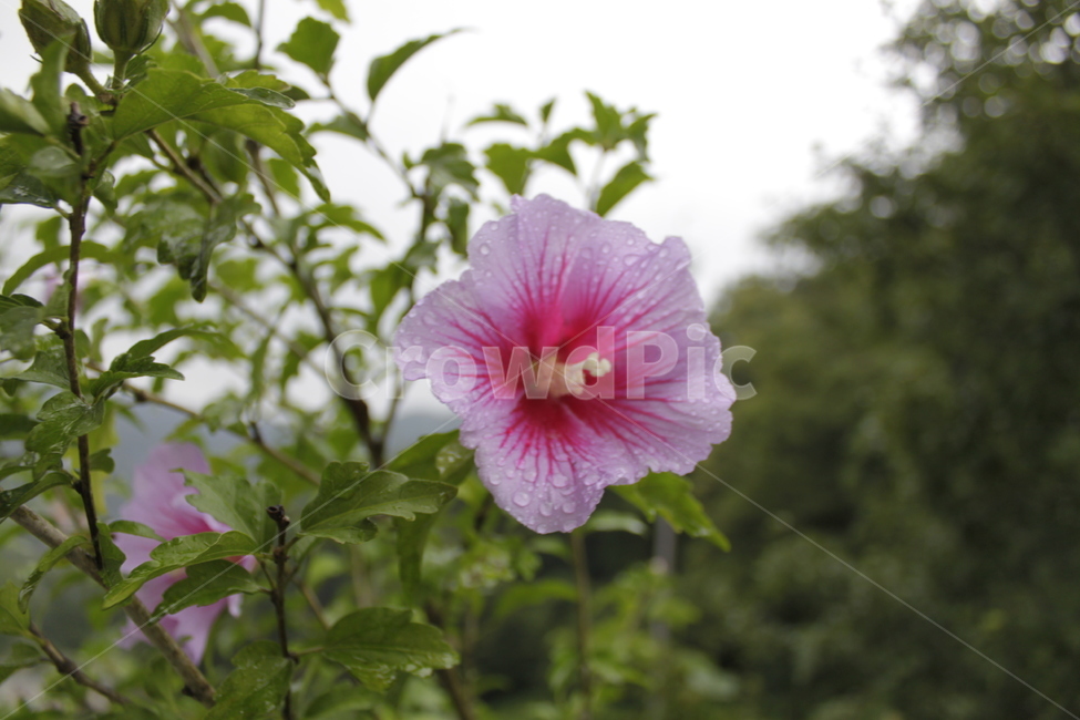 plant,식물,flower,blossom,꽃,koreaflower,nationalflower,무궁화,대한민국,삼천리,화려강산,식물,자연,plants,nature,꽃,flower
