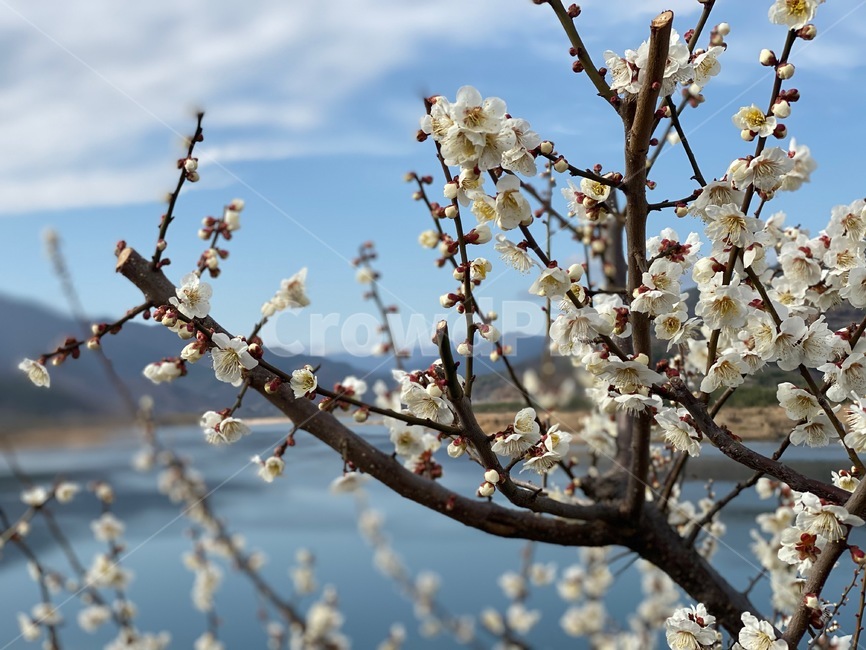 매화,매화꽃,봄,봄꽃,식물,blossom,꽃,flower,plant,구례,섬진강,매화마을