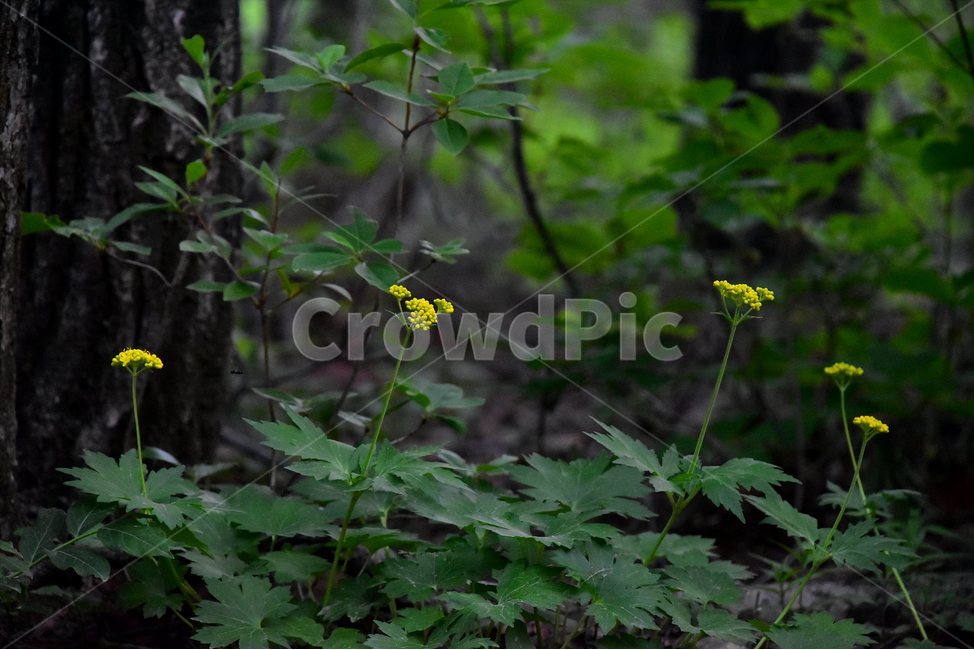 금마타리,야생화,꽃,식물,자연,생태,플라워,flower,plants,nature,식물,자연,plants,nature,꽃,flower