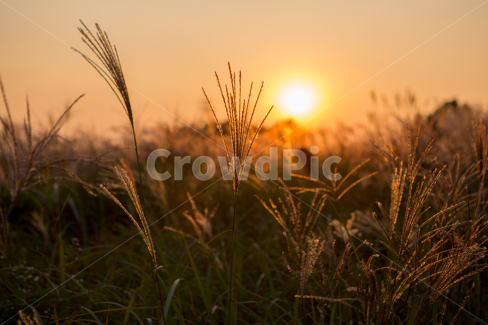억새,하늘공원,노을,갈대,갈대밭,바람,자연,풍경,nature,fall,sunset,계절,자연,풍경,nature,landscape,grass,잔디,plant,식물