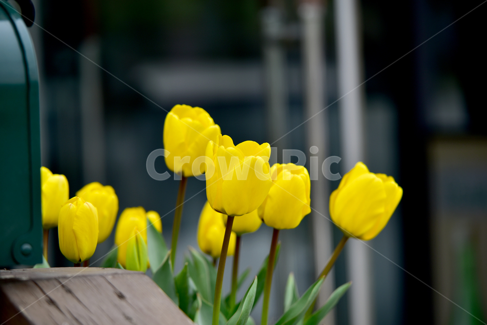 튜울립,튤립,꽃,식물,튤립꽃,blossom,flower,plant,tulip,식물,자연,plants,nature,꽃,flower