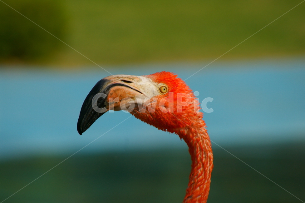 홍학,플라밍고,flamingo,새,bird,동물,animal,조류,새,birds