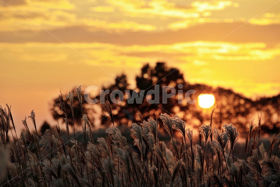 갈대,노을,공원,하늘,구름,reed,park,sky,그림자,실루엣,silhouette,sunset,가을,계절,fall,autumn,season,자연,풍경,nature,landscape,식물,plants,grass,잔디,plant,lawn