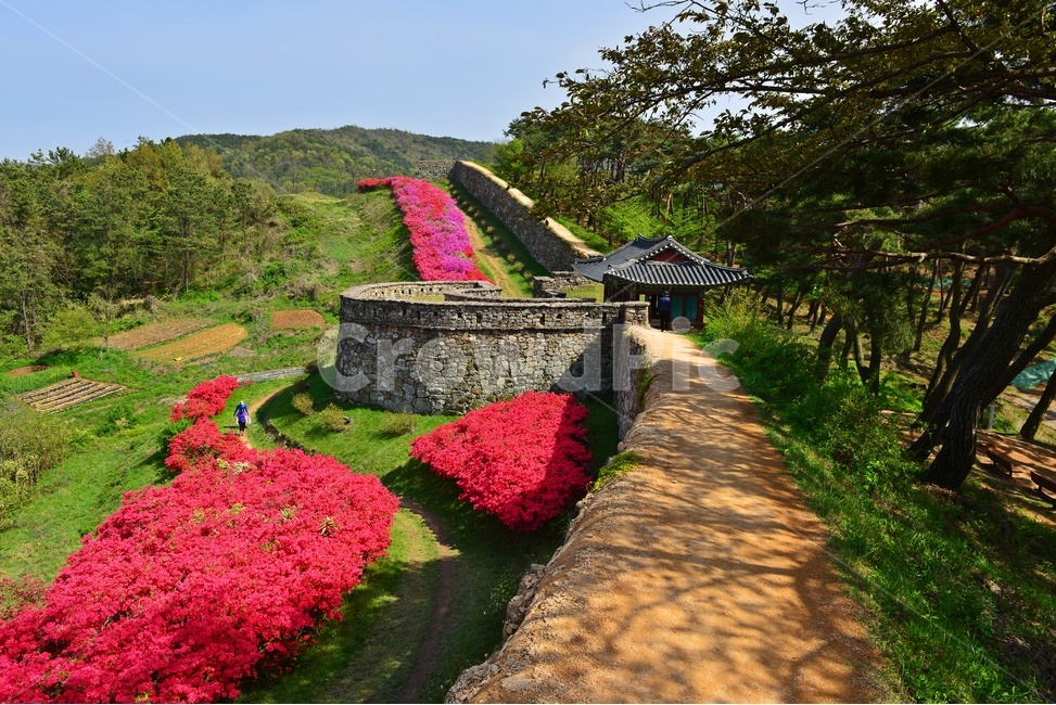 전북,고창,고창읍성,모양성,봄,봄꽃,계절,철쭉,철축꽃,outdoors,옥외,nature,자연,plant,식물,blossom,flower,꽃