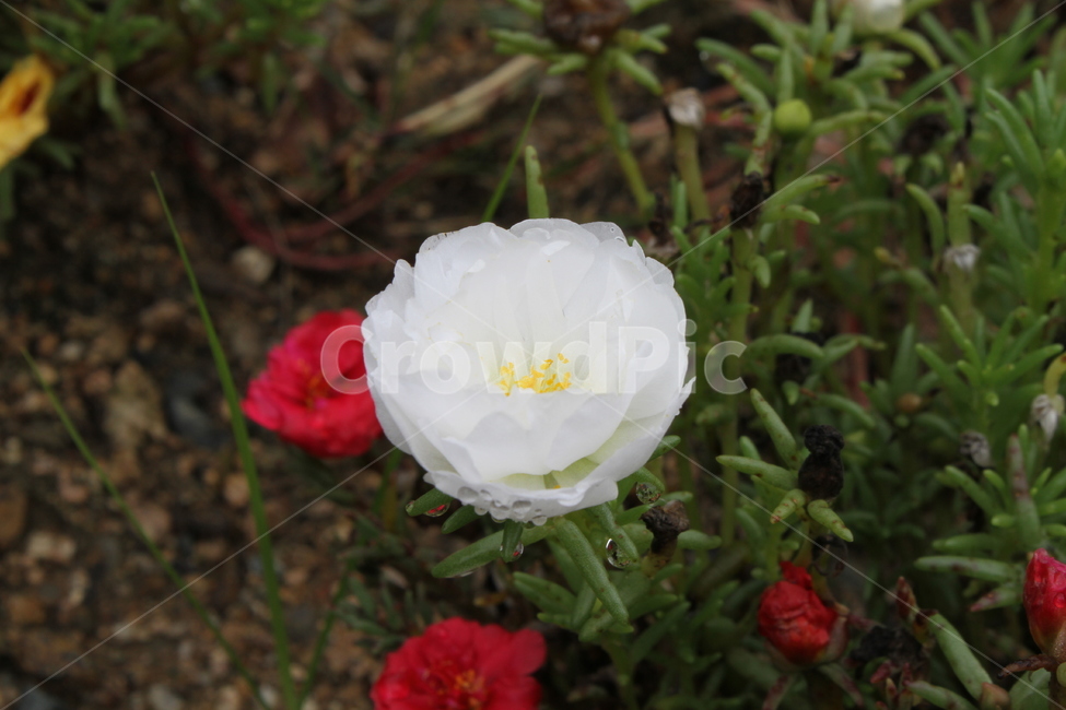 채송화,하얀채송화,꽃,식물,정원,Portulacagrandiflora,식물,자연,plants,nature,꽃,flower