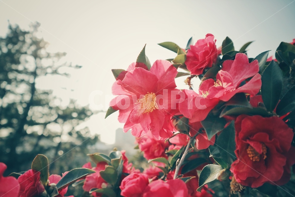 꽃,flower,동백꽃,camelliaflower,제주,jeju,식물,자연,plants,nature,꽃,flower,감성,sensible,feeling