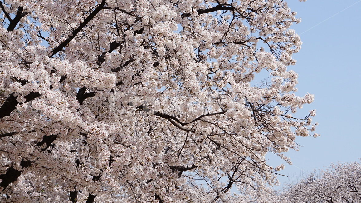blossom,꽃,식물,plant,flower,봄,계절,spring,season