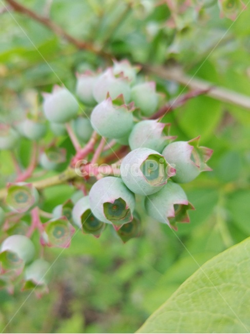 블루베리,열매,초록색,blueberry,green,식물,자연,plants,nature,과일,열매,fruit