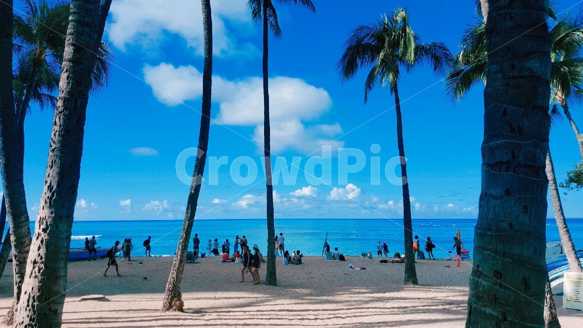 summer,여름,tropical,하와이,와이키키,해변,와이키키해변,hawaii,waikiki
