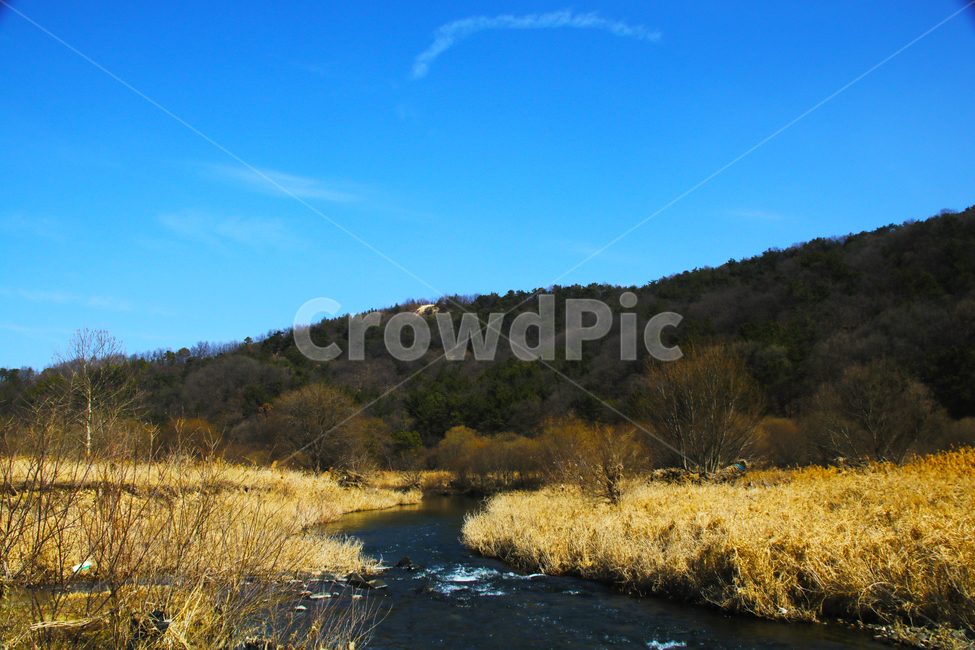 갈대,억새,풀,마른풀,하천,강,나무,가을,물,가을,계절,fall,autumn,season,자연,풍경,nature,landscape,water,outdoors,옥외
