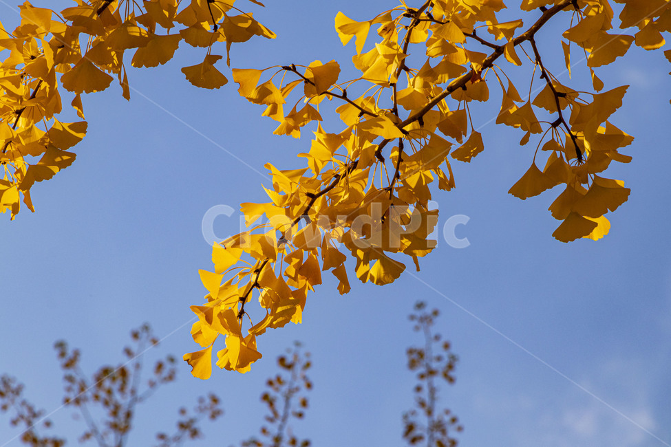 은행,은행나무,은행잎,ginkgo,ginkgotree,ginkgoleaves,가을,계절,fall,autumn,season,식물,자연,plants,nature,나무,trees,wood,plant,leaf,잎