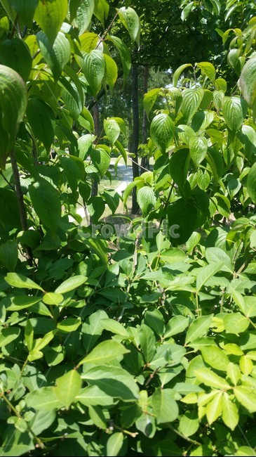 산책,녹색,나무,힐링,공원