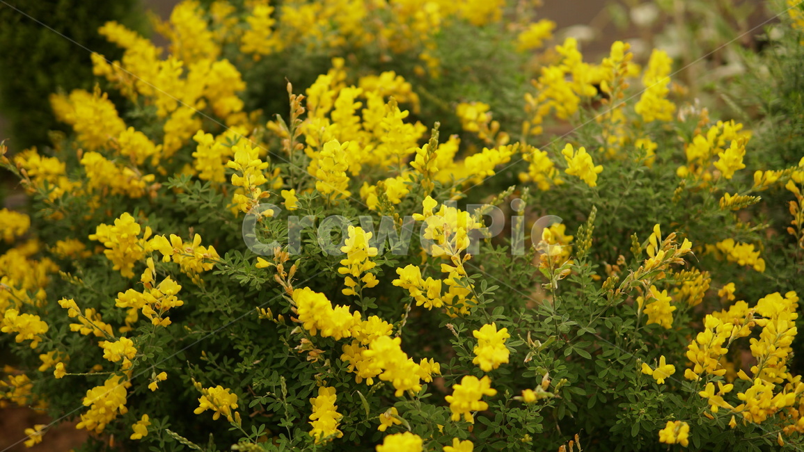 꽃,봄,노랑색,화초,yellow,봄,계절,spring,season,식물,자연,plants,nature,꽃,flower,plant,leaf,잎