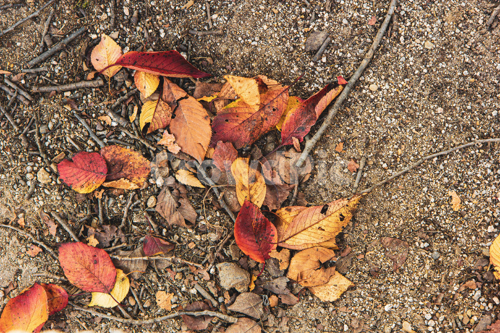 leaf,잎,바닥,흙길,dirtroad,식물,ground,도로,road,gravel,자갈,가을,가을,계절,fall,autumn,season,plant,dirt road