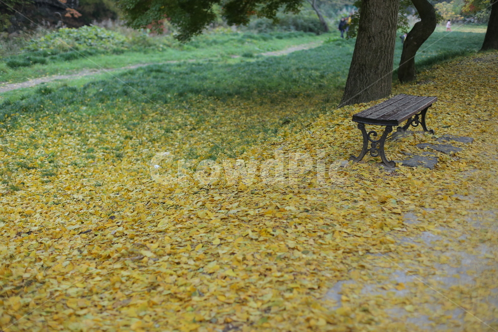 가을,단풍,은행잎,낙엽,의자,노랑,풍경,외로움,가을,계절,fall,autumn,season,furniture,가구,bench,벤치