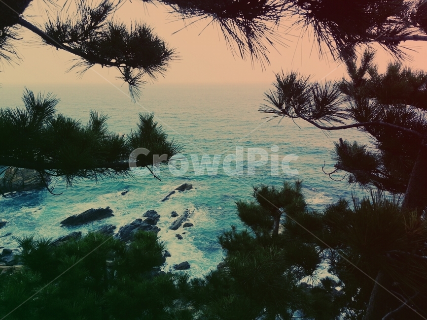 바다,제주도,푸른,소나무,파도,풍경,감성,자연,풍경,nature,landscape,plant,식물,tree,나무,conifer,구과 식물,fir,전나무
