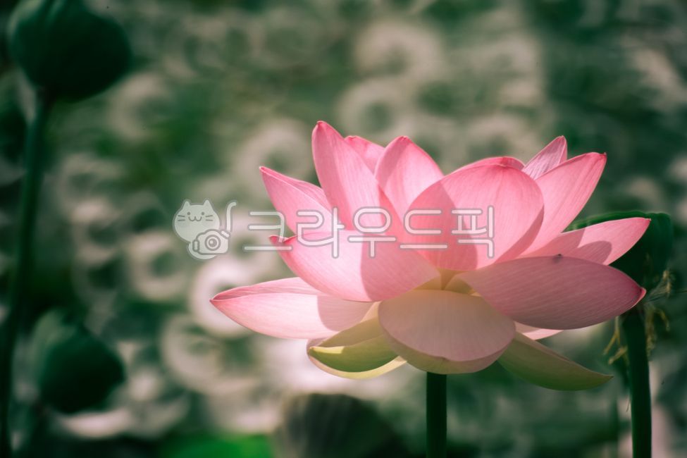 lotus,Lotus,aquatic plants,pond lily,flower