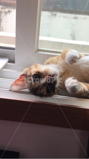 고양이,동물,귀여움,애교,cat,창문,고양이발,갈색고양이,귀여운고양이