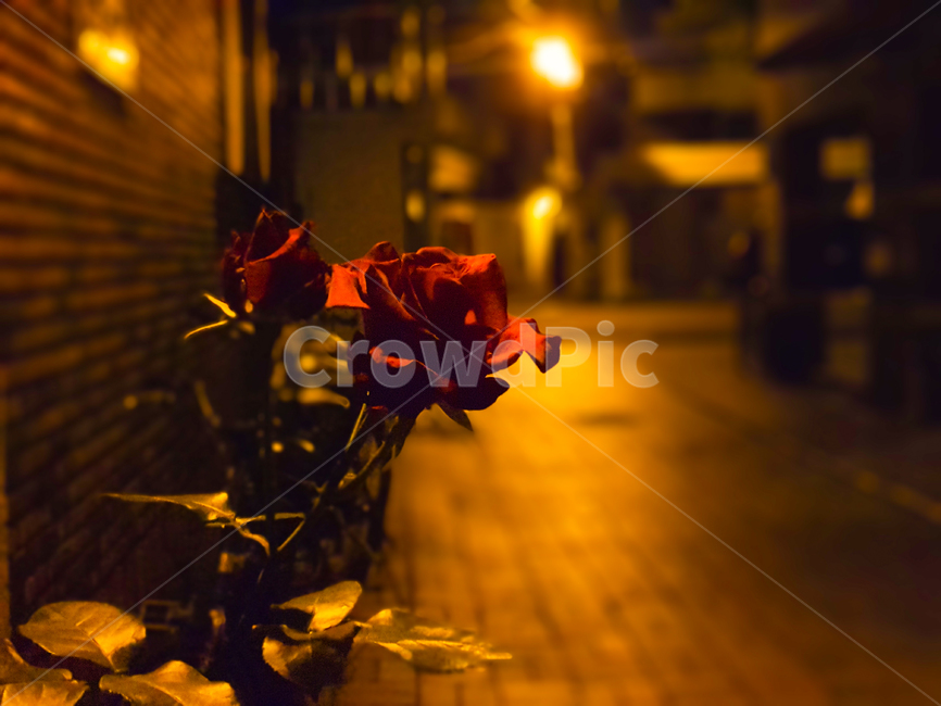 꽃,거리,밤꽃,장미,감성,빨간장미,redrose,야경,밤,풍경,nightscape,night,landscape,꽃,flower,plant,식물,leaf,잎