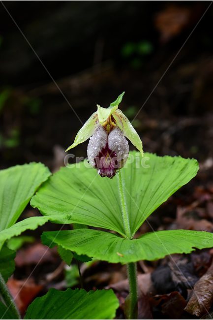 광릉요강꽃,멸종위기,난초과,복주머니란속,야생화,1급,희귀,봄,꽃,plant,wild,flower,자연,생태,식생,풀꽃,식물,식물,자연,plants,nature,꽃,flower
