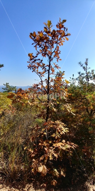 떡갈나무,도토리,참나무,가을풍경,자연,큰키나무,가을,계절,fall,autumn,season,tree,나무,plant,식물,leaf,잎
