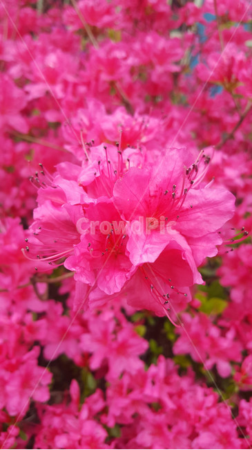 꽃,flower,근접,생화,야생화