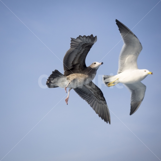 갈매기,새,동물,역동적,seagull,bird,fly,동물,animal,조류,새,birds