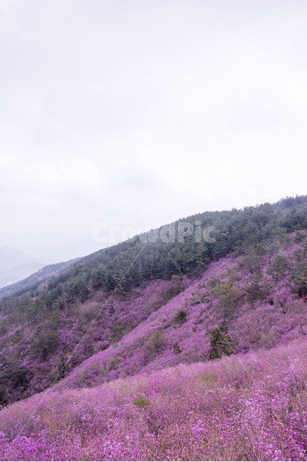 철쭉,진달래,꽃,봄꽃,식물,꽃잎,봄,사진,배경,백그라운드,풍경,경치,자연,배경사진,봄,계절,spring,season,자연,풍경,nature,landscape,한국자연풍경,한국자연경관,korea nature landscape,slope,경사,plant