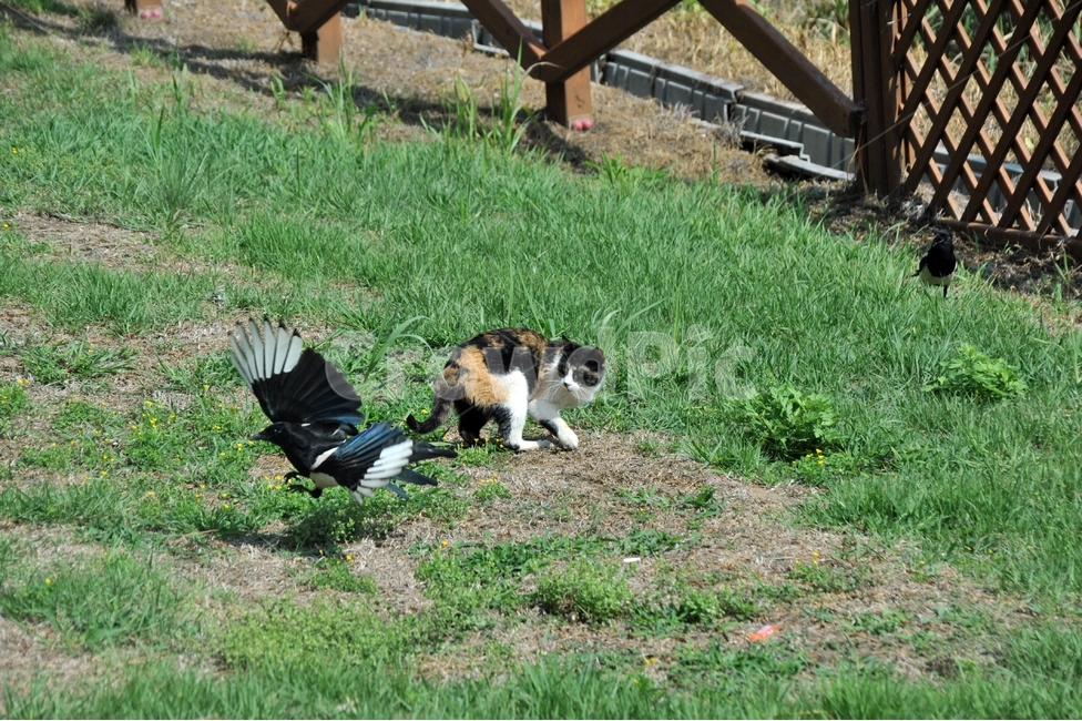 고양이,길고양이,일상,까치,봄날,동물,animal,포유류,mammal,고양이,cat,kitten,kitty,조류,새,birds
