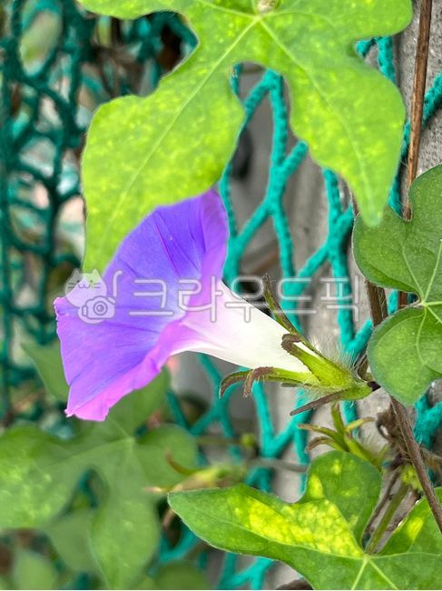 leaf,Convolvulaceae,flower,morning glory,purple flower,petal,vine flower,purple