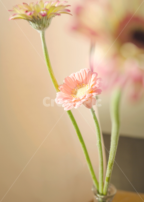 plant,식물,pollen,꽃,flower,봄,예쁨