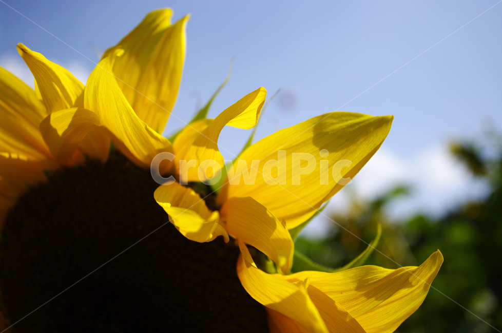 해바라기,꽃,식물,flower,plant
