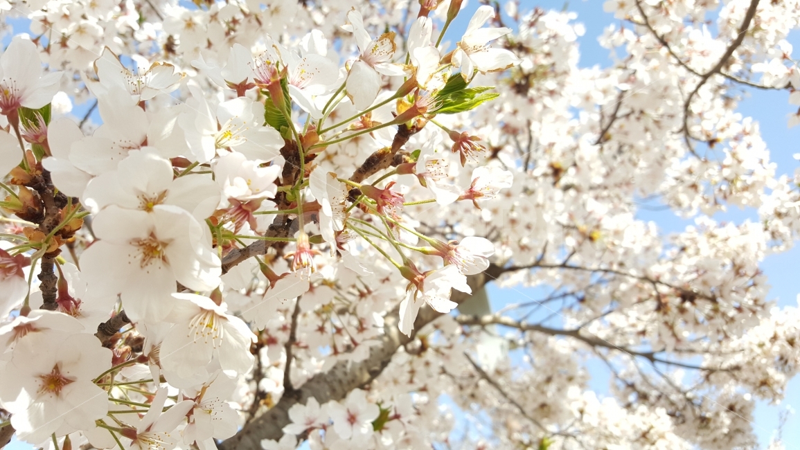 벚꽃,봄,꽃,봄꽃,사쿠라,봄,계절,spring,season,식물,자연,plants,nature,꽃,flower,plant