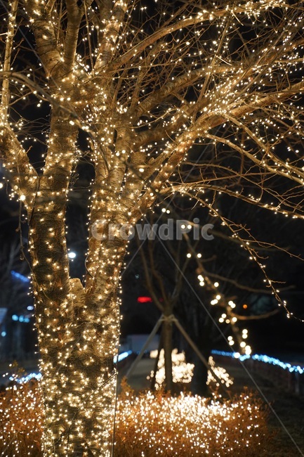 조명,led,야경불,겨울나무,전구,야경,밤,풍경,nightscape,night,landscape,lighting