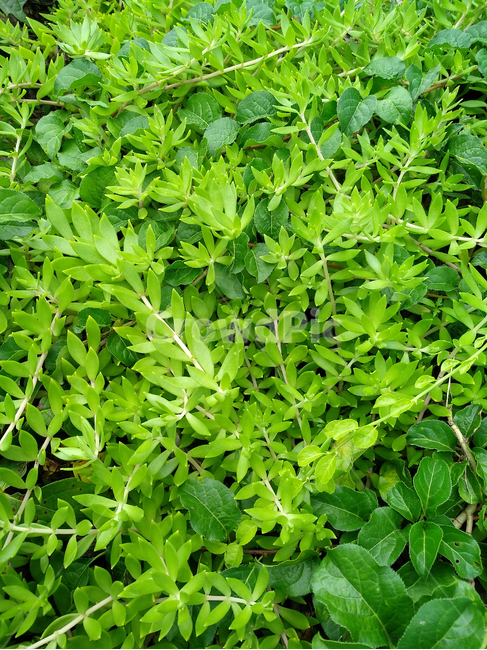 돗나물,나물,돗나물재배,채소,돗나물줄기,식물,자연,plants,nature