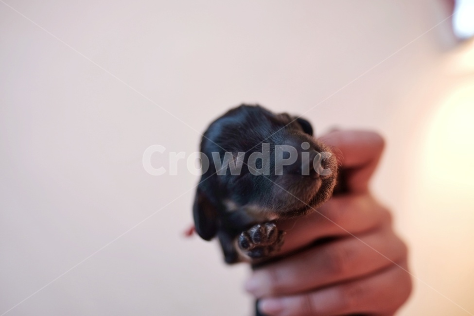 개,강아지,닥스훈트,dog,dachshund,장모닥스훈트,반려견,반려동물,댕댕이,어린강아지,새끼강아지,동물,animal,포유류,mammal,개,강아지,dog,doggy