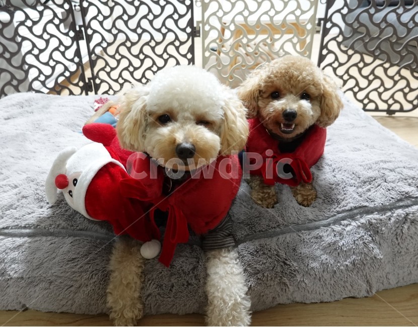 푸들,강아지,반려견,크림푸들,갈색푸들,남매,윙크,동물,animal,포유류,mammal,개,강아지,dog,doggy