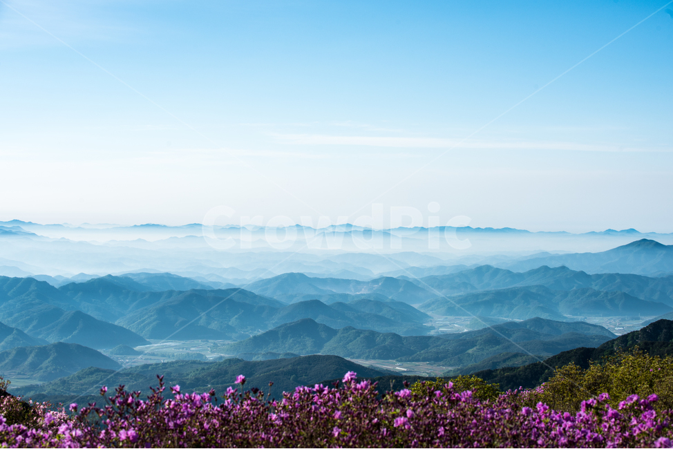 철쭉,꽃,운해,구름,하늘,산,봄,황매산,축제,flower,sky,mountain,spring,festival,cloud,자연,풍경,nature,landscape,한국자연풍경,한국자연경관,korea nature landscape,outdoors,옥외,mountain range,산맥,경치,scenery