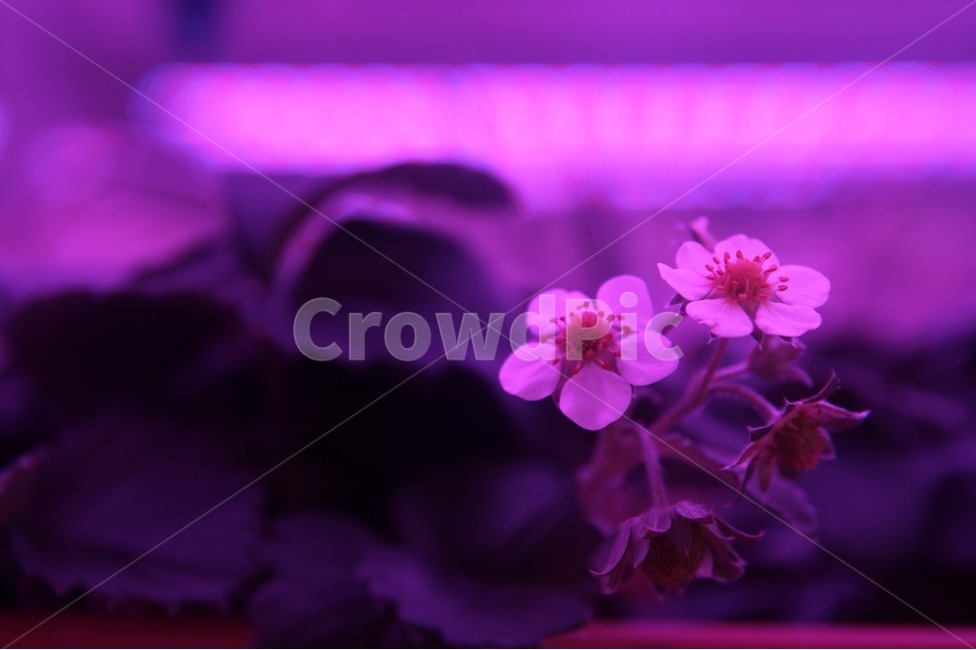 꽃,빛,봄,색감,감성,봄,계절,spring,season,식물,자연,plants,nature,꽃,flower,geranium,제라늄,blossom,plant