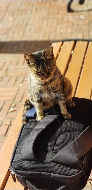 고양이,길고양이,길냥이,cat,귀여움,cute,동물,animal,포유류,mammal,고양이,cat,kitten,kitty