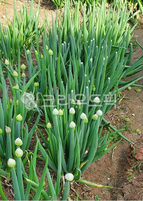 파, 밭, 식재료, 음식, springonion, 사진,이미지,일러스트,캘리그라피 - 안갱작가