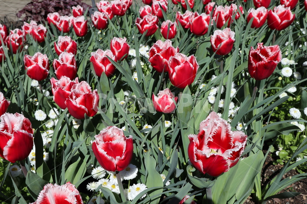 꽃,봄꽃,튤립,빨간튤립,빨간꽃,정원,red,flower,튤립축제,식물,자연,plants,nature,꽃,flower
