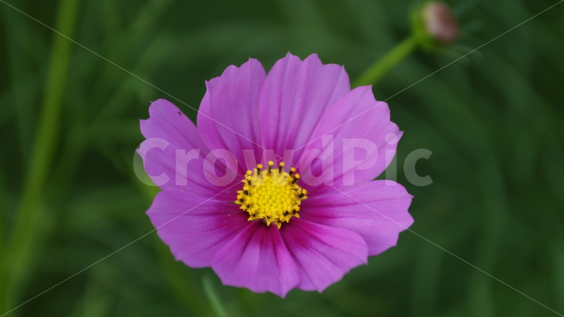 꽃,꽃사진,코스모스,가을,식물,가을,계절,fall,autumn,season,식물,자연,plants,nature,꽃,flower,plant