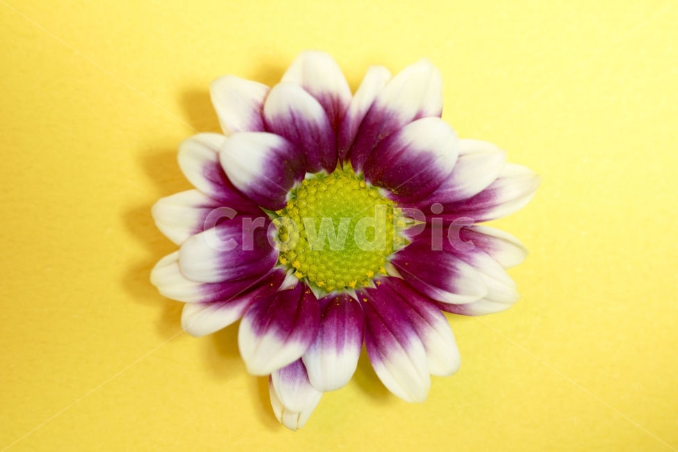 국화,소국,국화꽃,이벤트,꽃,사진,단독사진,디자인,소스,포토,사진자료,배경,배경사진,백그라운드,한국,동양,아시아,풍경,자연,환경,실외,낮,아침,식물,봉오리,꽃봉오리,잎,꽃잎,9월,10월,가을,노랑,빨강,주황,생화,기념일,꽃송이,프레임,식물,자연,plants,nature,꽃,flower,누끼,remove background