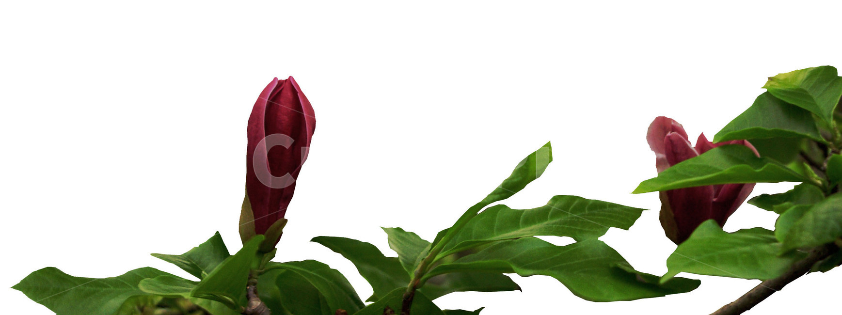 식물,잎,자목련,꽃,plant