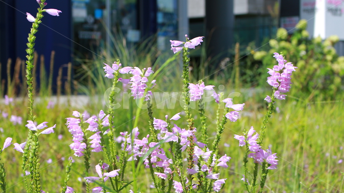 들꽃,자연,정면,풀,들판,식물,자연,plants,nature,꽃,flower