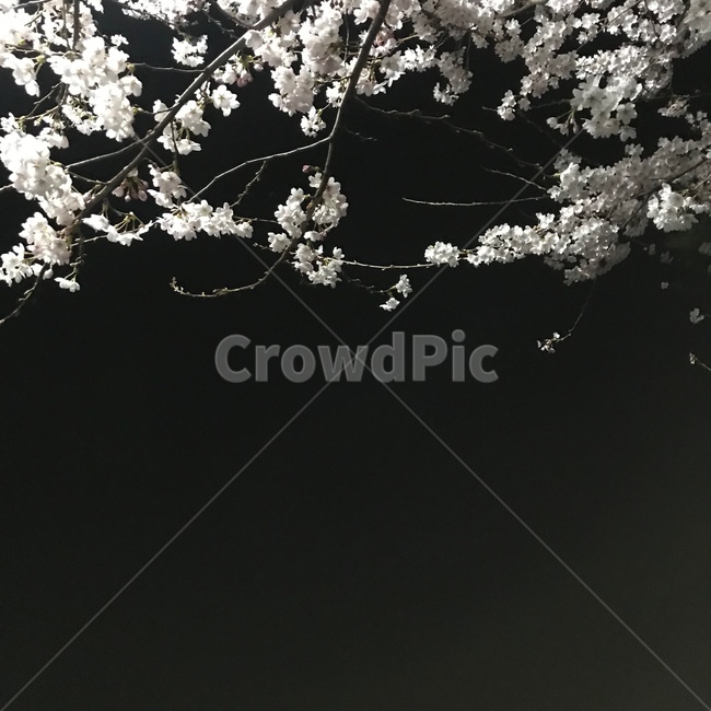 벚꽃,밤,자연,꽃,flower