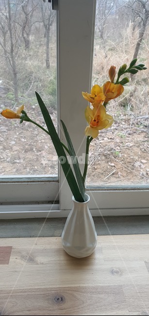 베들레헴,별,꽃,화병,장식,식물,실내용화초,화분,화초,house plant