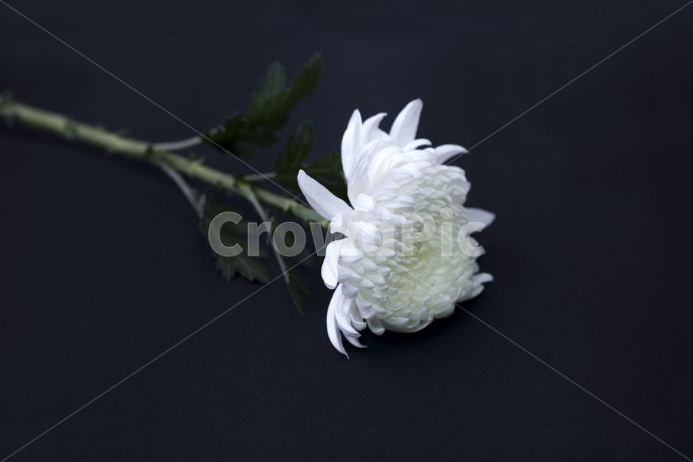 국화,국화꽃,추모,기념,꽃,사진,단독사진,디자인,소스,포토,사진자료,배경,배경사진,백그라운드,한국,동양,아시아,풍경,자연,환경,실외,낮,아침,식물,봉오리,꽃봉오리,잎,꽃잎,9월,10월,가을,생화,기념일,소국,희생,검정색,고요,꽃송이,순수,우아,흑백,애도,식물,자연,plants,nature,꽃,flower